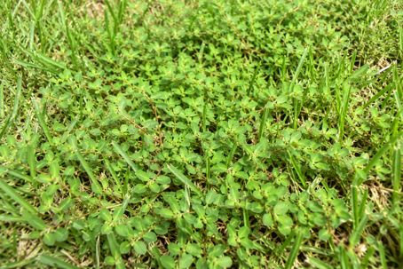Spurge Taking Over Your Lawn? Here's What Every Florida Homeowner Should Know
